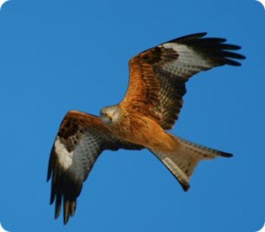red-kite